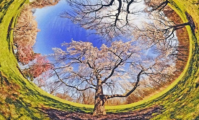 'Cherry Blossom' by Greg Buening - COURTESY