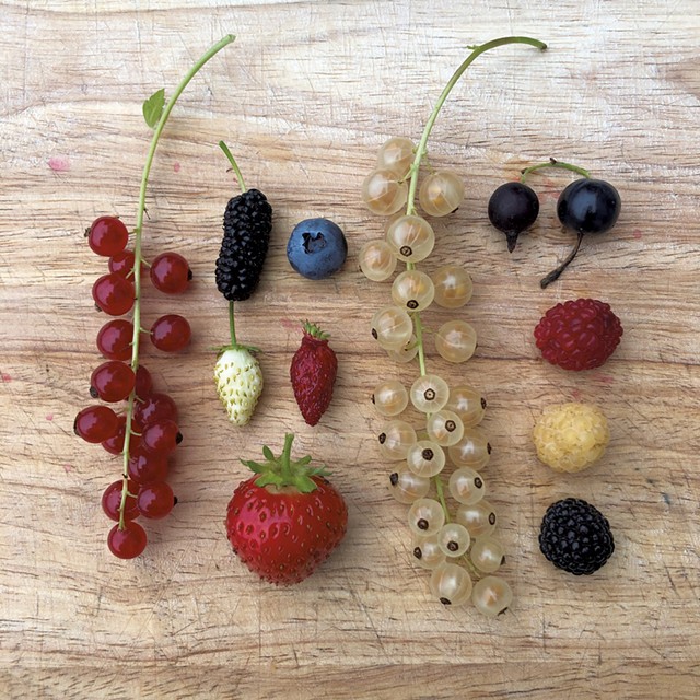 Berries from Jacob Holzberg-Pill's backyard bounty - COURTESY OF JACOB HOLZBERG-PILL