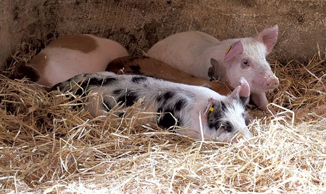 Pigs at Billings Farm &amp; Museum - COURTESY
