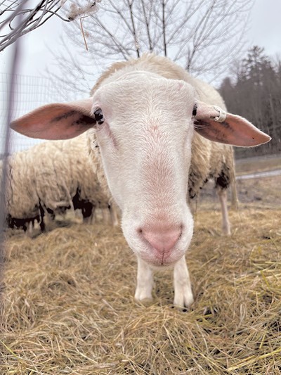 Sheep from the Sheep Shop herd - JORDAN BARRY ©️ SEVEN DAYS