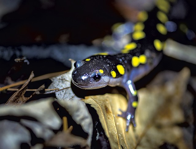 Yellow-spotted salamander - COURTESY OF JOSHUA BROWN
