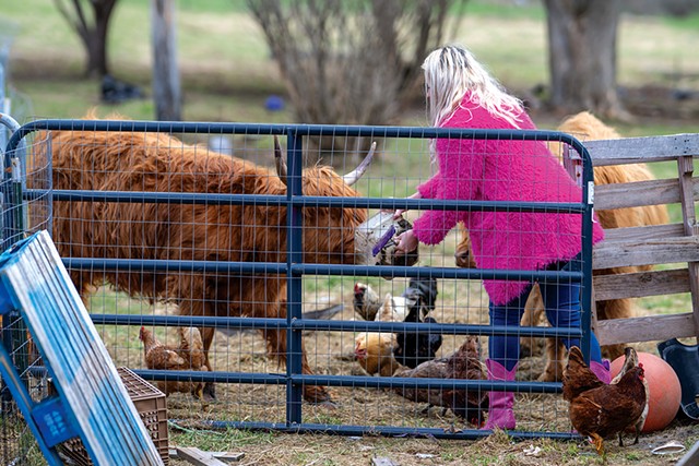Bryeanne Russillo feeding her Scottish Highland cows - KEVIN GODDARD