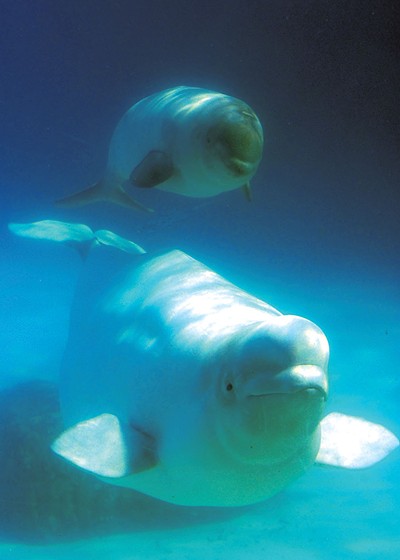 Female beluga and calf - COURTESY OF JEAN-PIERRE SYLVESTRE/LE QU&Eacute;BEC
