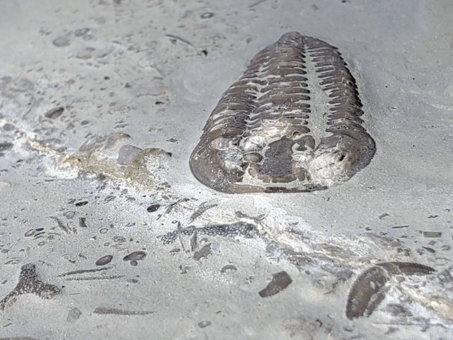 A trilobite fossil in the Becscie Formation - COURTESY OF JOSHUA ZIMMT