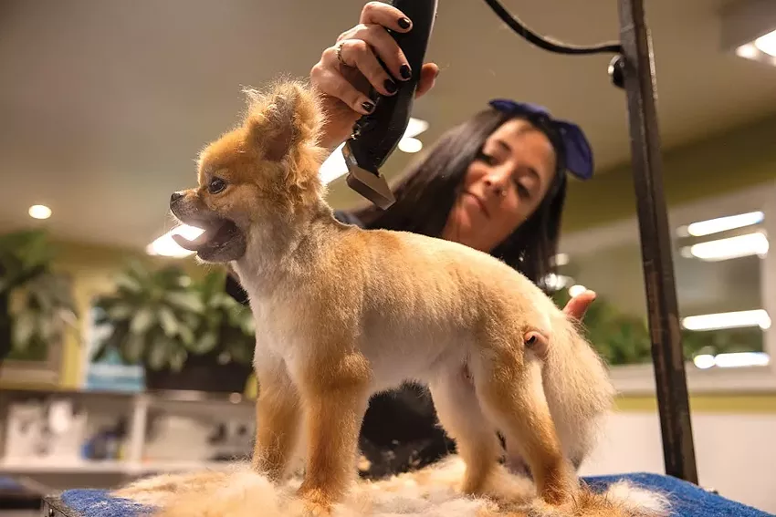 Best pet groomer