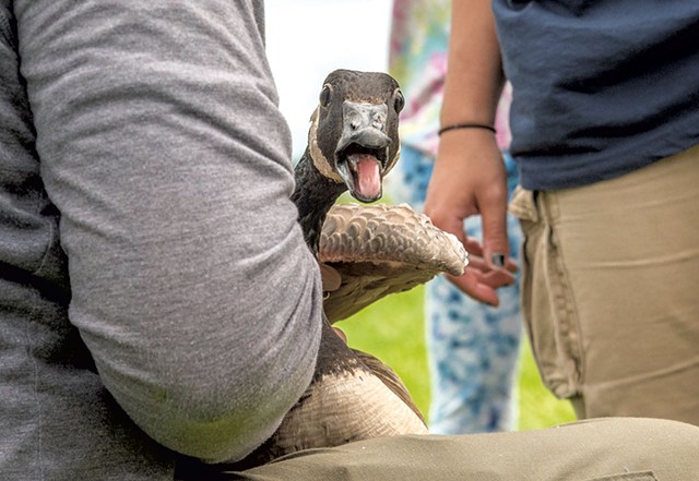 A goose ready for banding - COURTESY OF VERMONT FISH &amp; WILDLIFE/MARIA GIGLIELLO