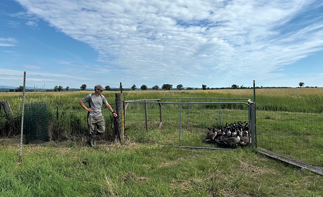 A Fish &amp; Wildlife staffer with captured geese - JACK MCGUIRE