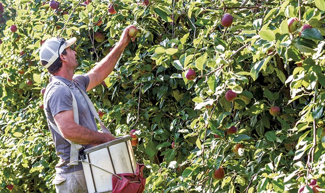 Greg Burtt picking apples - SUZANNE PODHAIZER