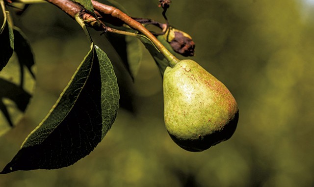 Baby pear - SUZANNE PODHAIZER