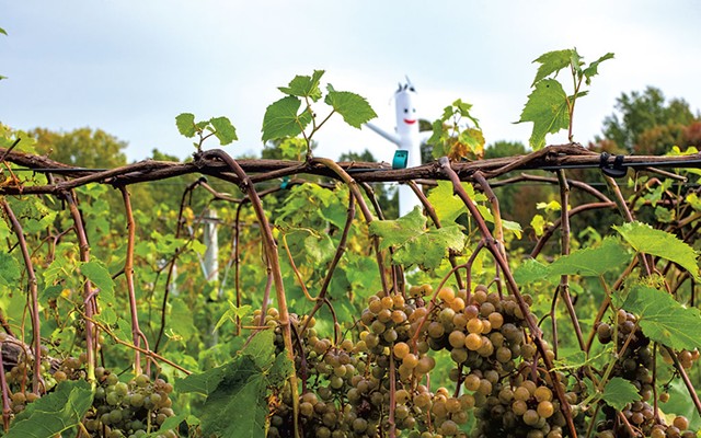 La crescent grapes ready for harvest, with the bird-deterring Marshmallow Man in the background - JORDAN BARRY ©️ SEVEN DAYS