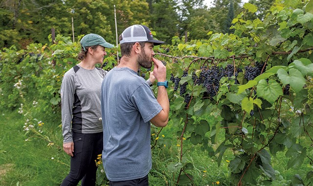 Nichole Bambacigno and Kevin Bednar tasting grapes - JORDAN BARRY ©️ SEVEN DAYS