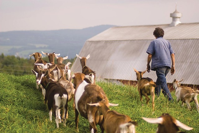 Goats at Vermont Creamery - COURTESY OF VERMONT CREAMERY: TIM CALABRO