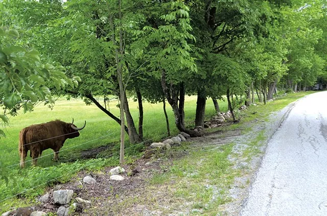 No Prison Time for Man Whose Loose Bull Caused Fatal Wreck