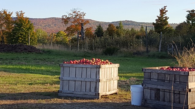 Apple harvest at Eden Specialty Ciders' orchard in Charleston, Vermont - COURTESY OF EDEN SPECIALTY CIDERS