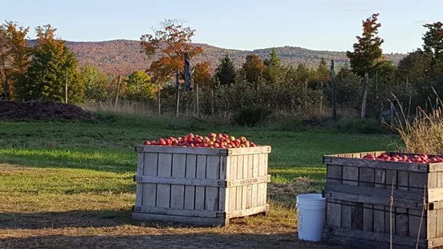 Border Buster Cider Is the Fruit of Three Local Orchards