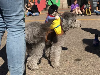 Every Dog Has Its Day at the Winooski Farmers Market