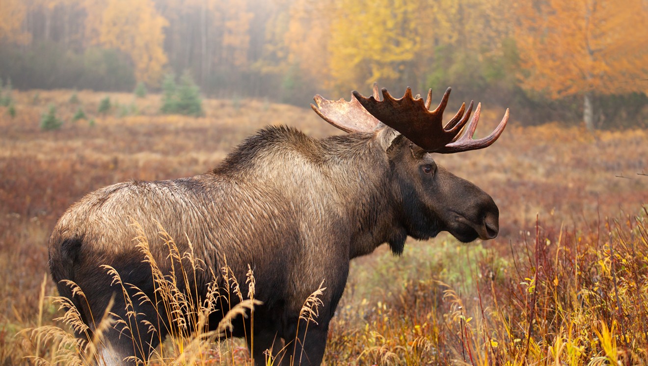 A Sharply Reduced Vermont Moose Hunt Gets Preliminary Approval | Off ...