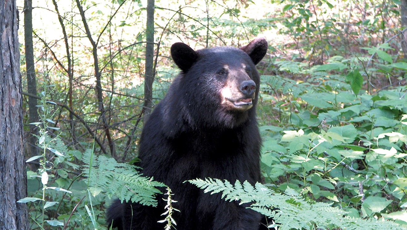 Black Bear  State of New Hampshire Fish and Game