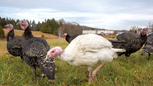 Tangletown Farm Prepares 'Happy Gobblers' for the Holiday