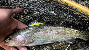 Vermont Is Stocking a New Strain of Rainbow Trout That Could Prove Hardier