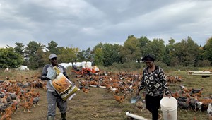 Vermont Foodbank Project Supports Farmers in Producing African Corn and Halal Chicken