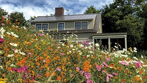 A Shelburne-Based Wildflower Biz Is a Leader in Meadowscaping