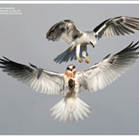 National Audubon Photography Show