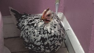 Penny the chicken after her rescue