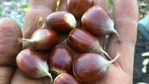 Chestnuts from Perfect Circle Farm in Barre