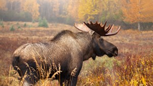 A Sharply Reduced Vermont Moose Hunt Gets Preliminary Approval