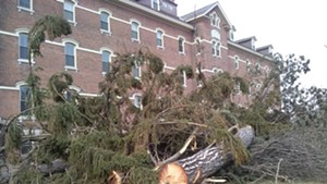 Trees felled in front of Liberty House