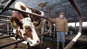 Mark Lussier with his calves on his Sheldon farm