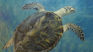 "Hawksbill Sea Turtle" by Susan Parmenter