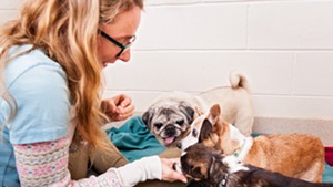 A volunteer treats Fat Jack, Trouble and Buddy to a treat at the Humane Society of Chittenden County