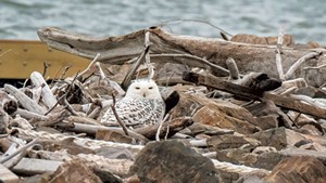 A snowy owl at Waterfront Park