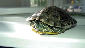 The red-eared slider turtle