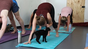 Stuck in Vermont: Yoga With Kittens in Winooski