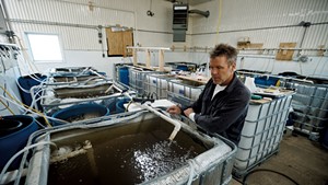 John Brawley with his shrimp nursery tanks