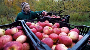 Teddy Weber with his apple harvest for Tin Hat Cider at an orchard in Waitsfield