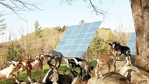 The goats of Big Picture Farm with USDA-funded solar panels