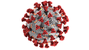 A model of a coronavirus like the one that causes COVID-19