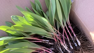 Ramps (Allium tricoccum) harvested in late April (not be used for ID purposes)