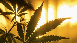 Marijuana Legalization Advocates Plan Ads, Increased Push