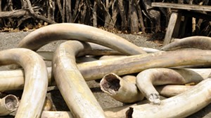 Some items made from ivory tusks would be banned.