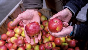 Champlain Orchards apples