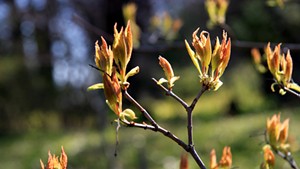 Amur maple (Acer ginnala)