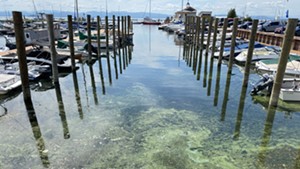 Cyanobacteria on the Burlington waterfront