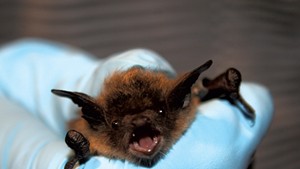 U.S. Fish & Wildlife Service biologist holding a little brown bat