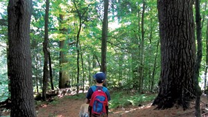 Jesse exploring the massive white pines at Cambridge Pines