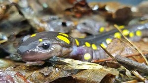 Save Salamanders While Social Distancing